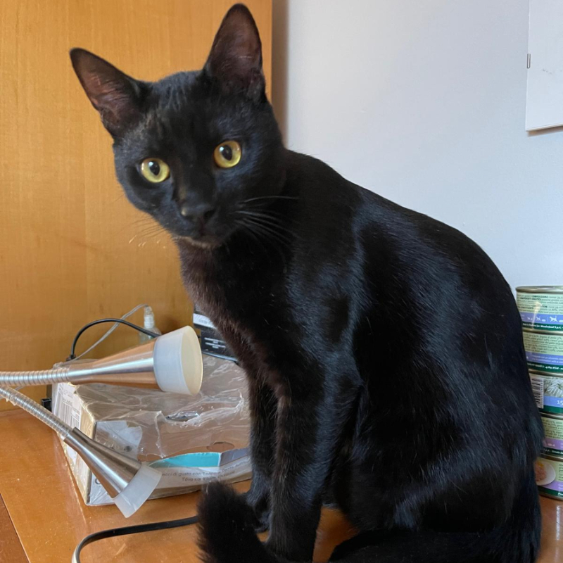 gatti adottati Le Sfigatte