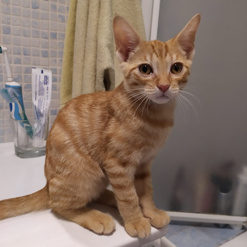 gatti adottati Le Sfigatte