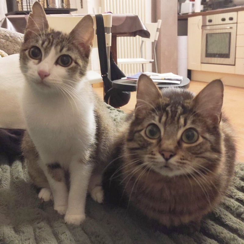 Trilli e Morgan, in cerca di adozione | Associazione Le Sfigatte