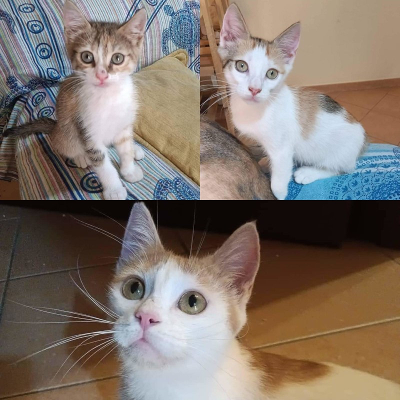 gatti adottati Le Sfigatte