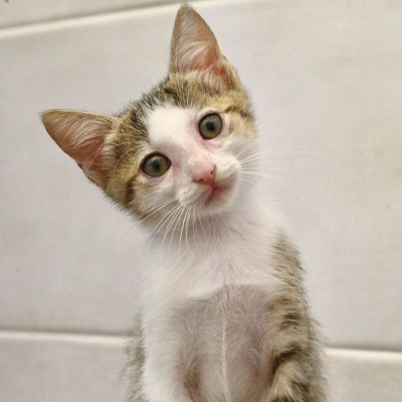 gatti adottati Le Sfigatte