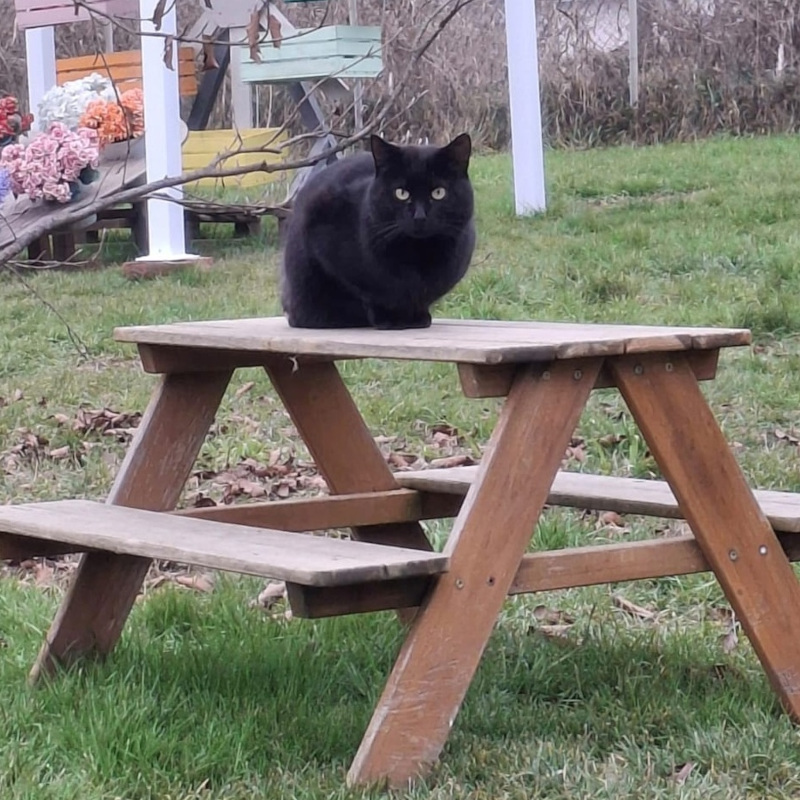 Adotta a distanza Trip | Associazione Le Sfigatte