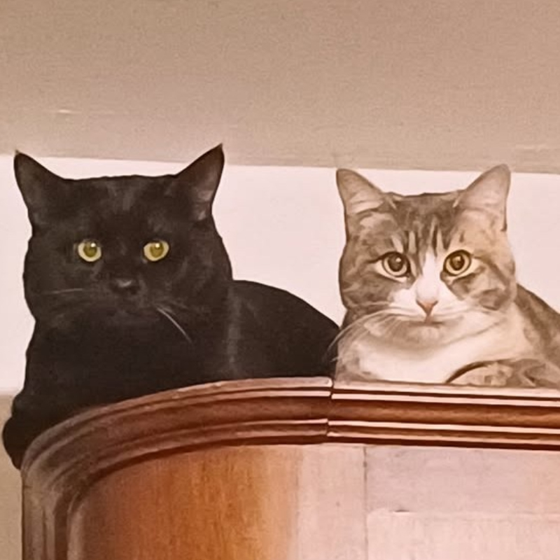 Tris e Carboncino, in cerca di adozione | Associazione Le Sfigatte