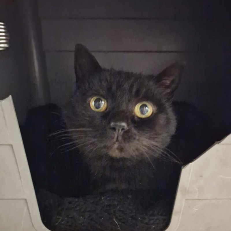 gatti adottati Le Sfigatte
