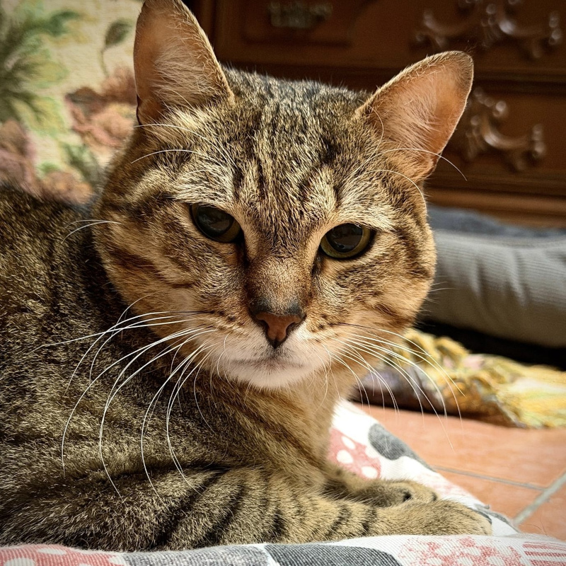 Trudi, in cerca di adozione | Associazione Le Sfigatte