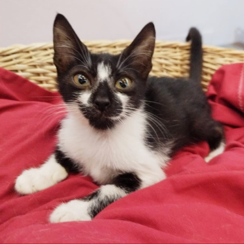 gatti adottati Le Sfigatte