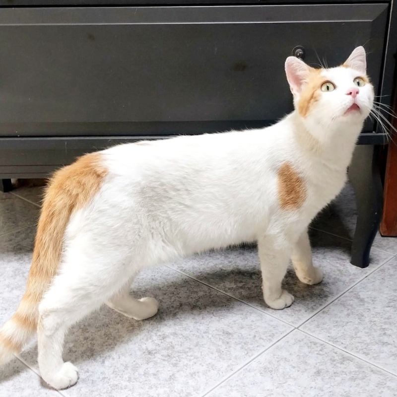 gatti adottati Le Sfigatte