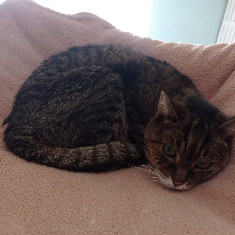 gatti adottati Le Sfigatte