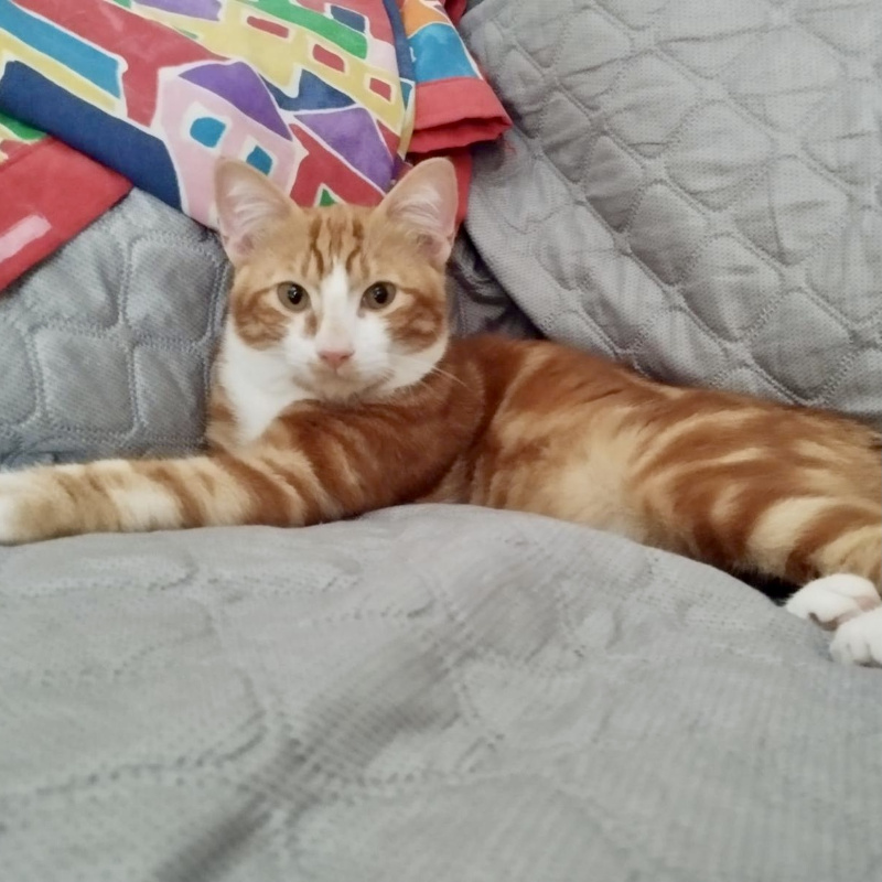 gatti adottati Le Sfigatte