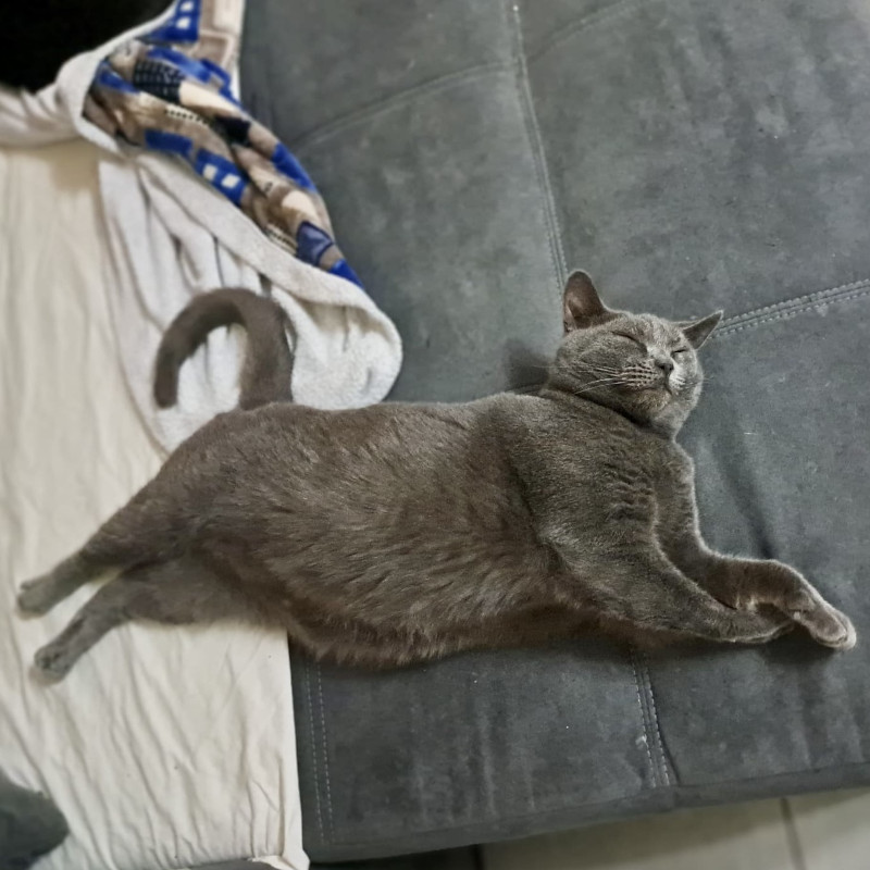 gatti adottati Le Sfigatte