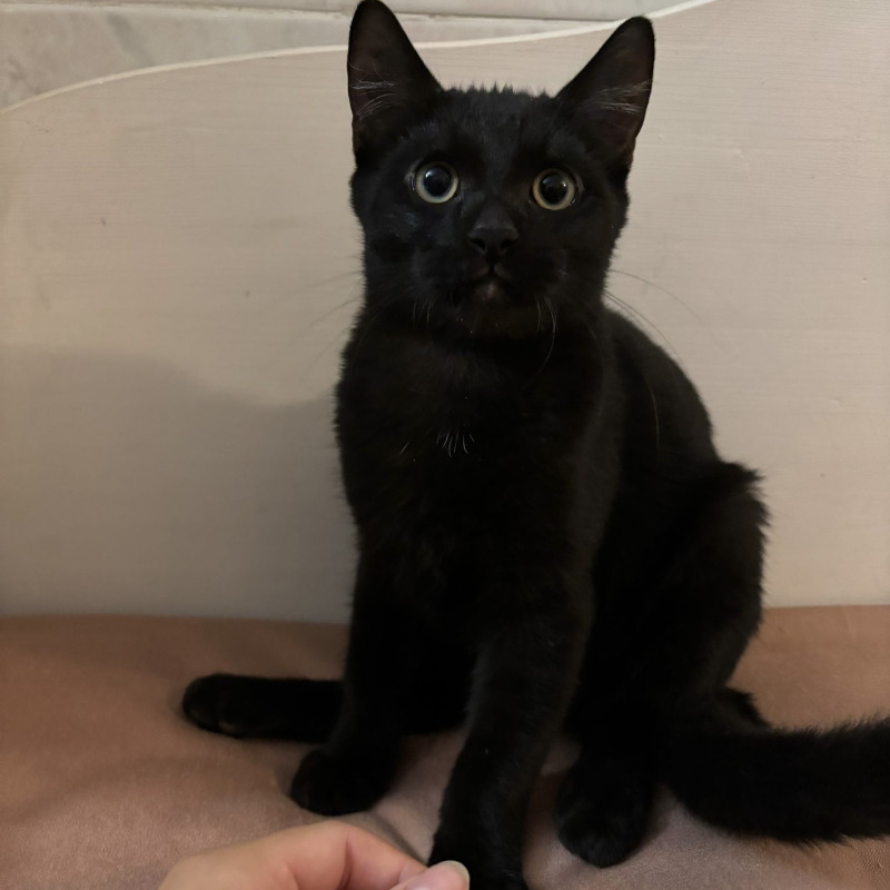 gatti adottati Le Sfigatte
