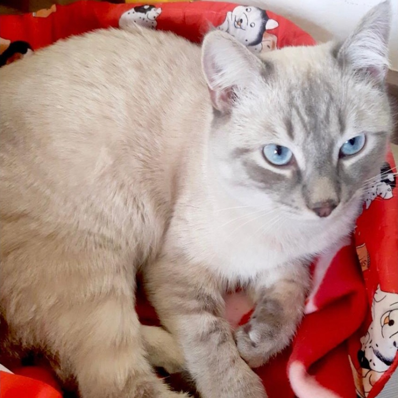 gatti adottati Le Sfigatte