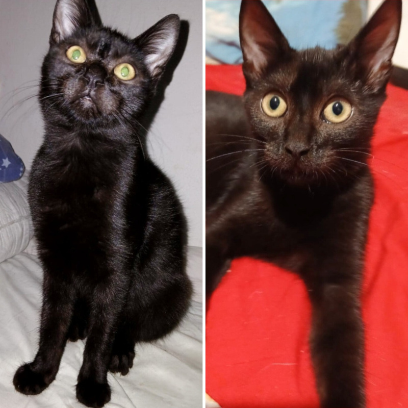 Undi e Max, in cerca di adozione | Associazione Le Sfigatte