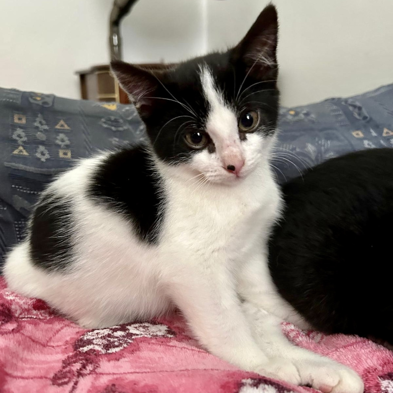gatti adottati Le Sfigatte