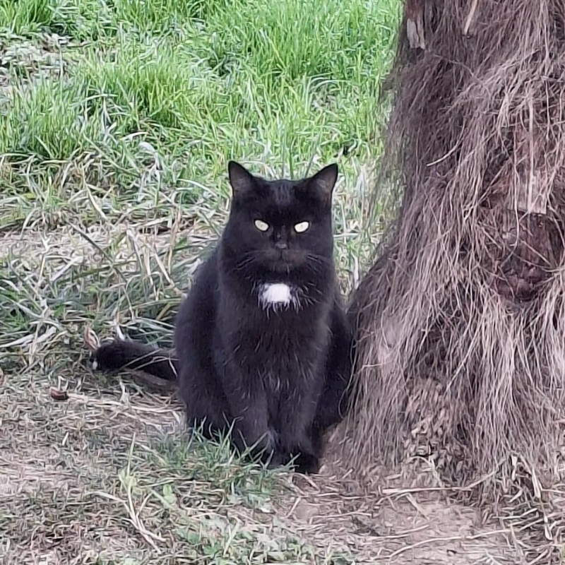 Adotta a distanza Valmora | Associazione Le Sfigatte