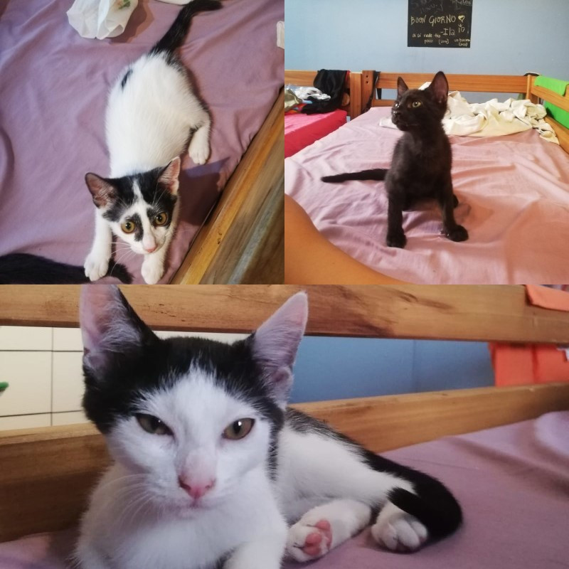 gatti adottati Le Sfigatte