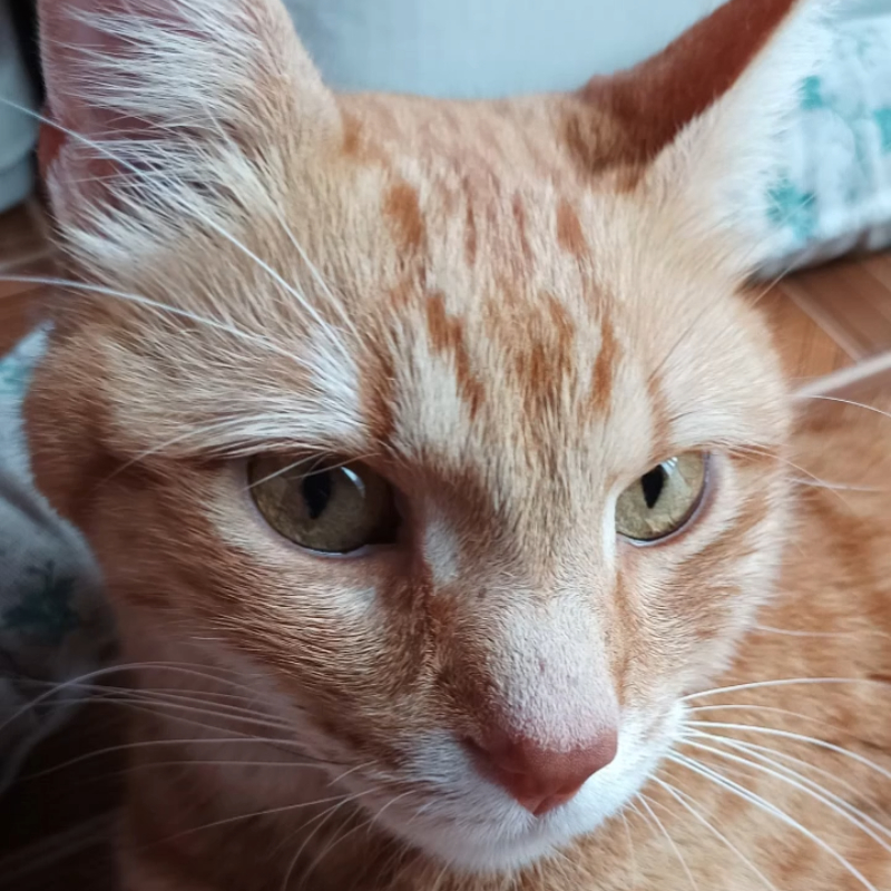 gatti adottati Le Sfigatte