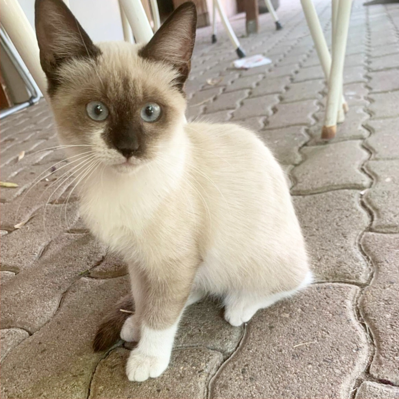 gatti adottati Le Sfigatte