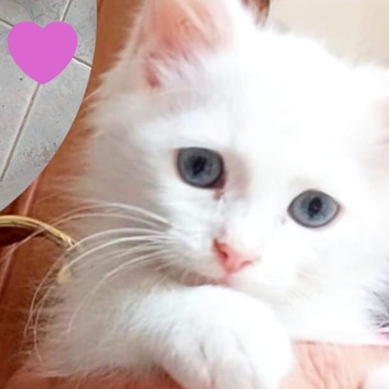 gatti adottati Le Sfigatte