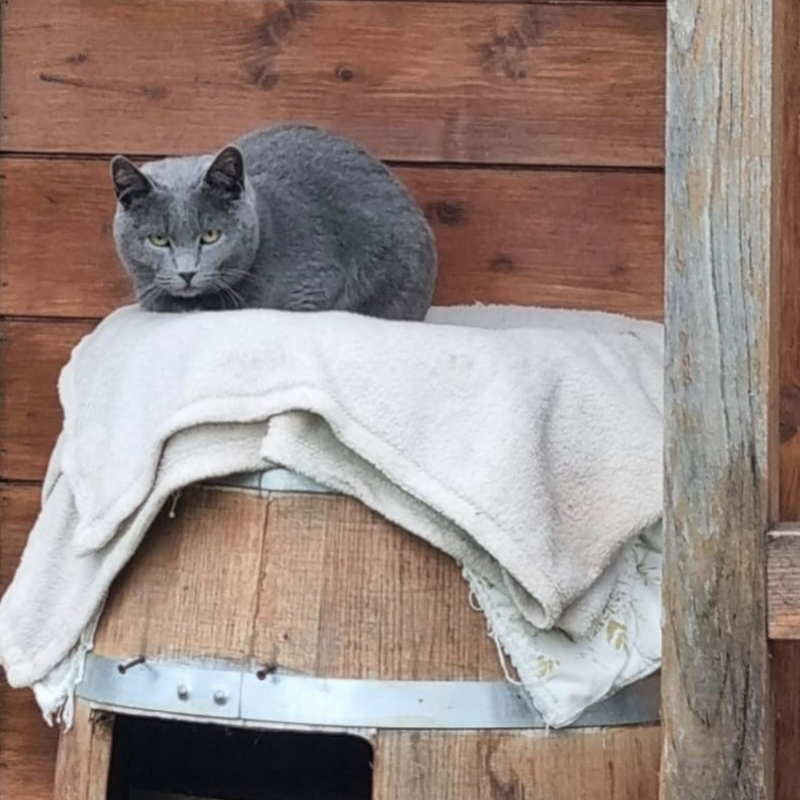 Adotta a distanza Varana | Associazione Le Sfigatte