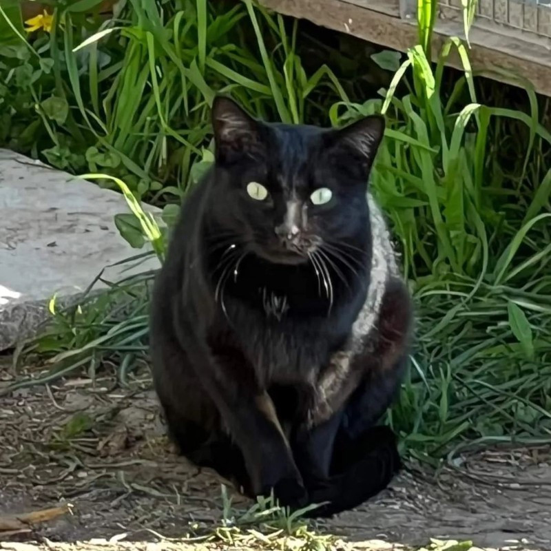 Adotta a distanza Vera | Associazione Le Sfigatte