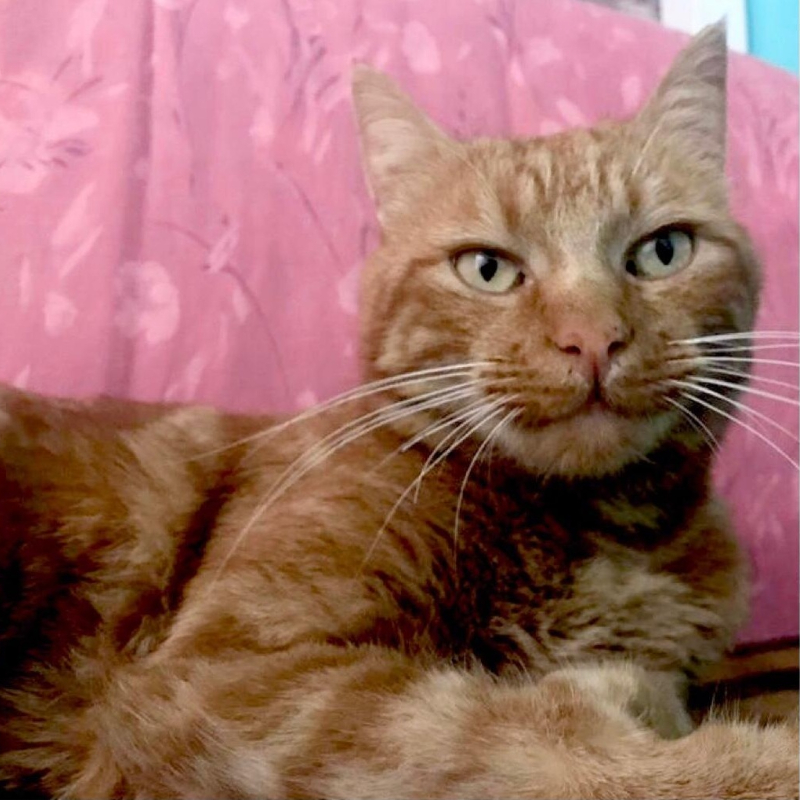 gatti adottati Le Sfigatte