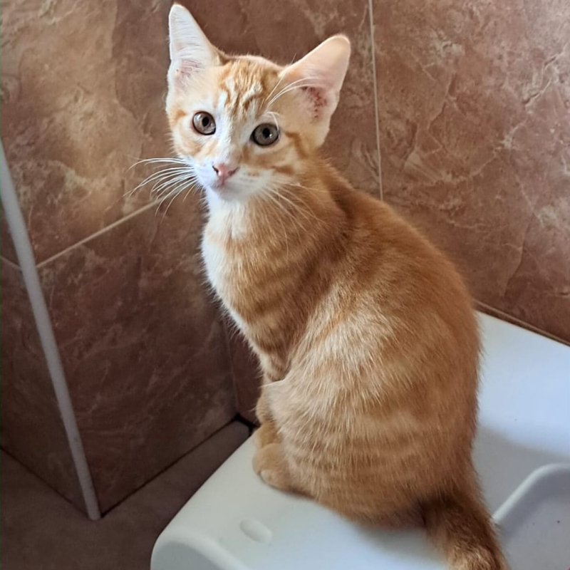 gatti adottati Le Sfigatte