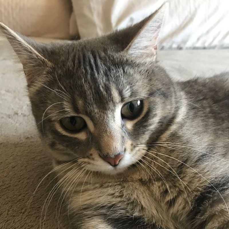 gatti adottati Le Sfigatte