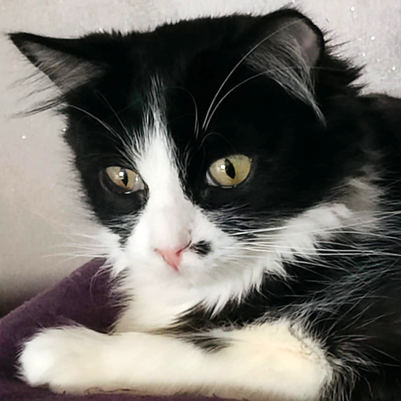 gatti adottati Le Sfigatte