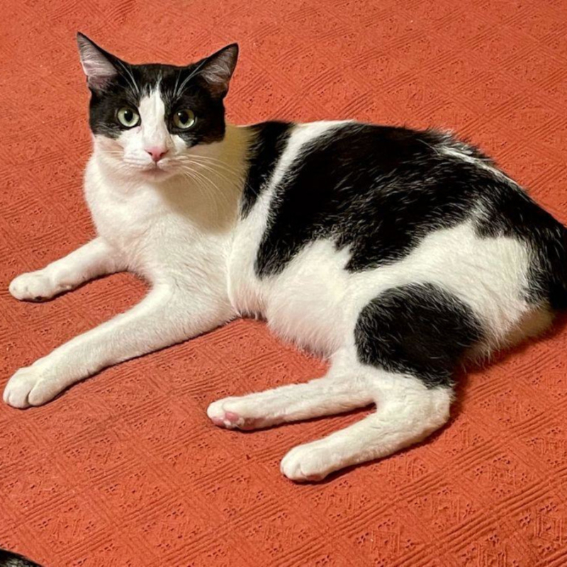 gatti adottati Le Sfigatte