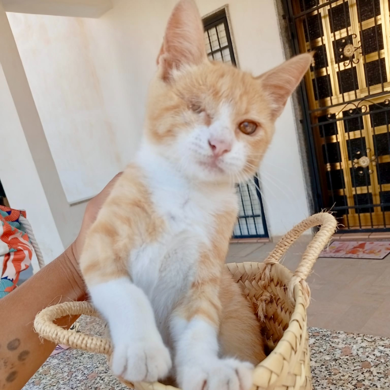 gatti da adottare Le Sfigatte