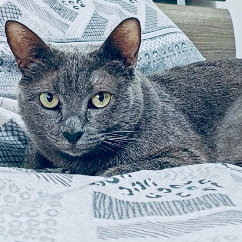 gatti adottati Le Sfigatte