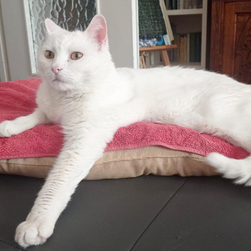 gatti da adottare Le Sfigatte