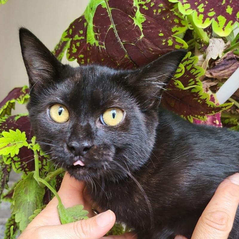 gatti adottati Le Sfigatte