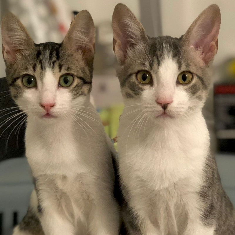 gatti adottati Le Sfigatte