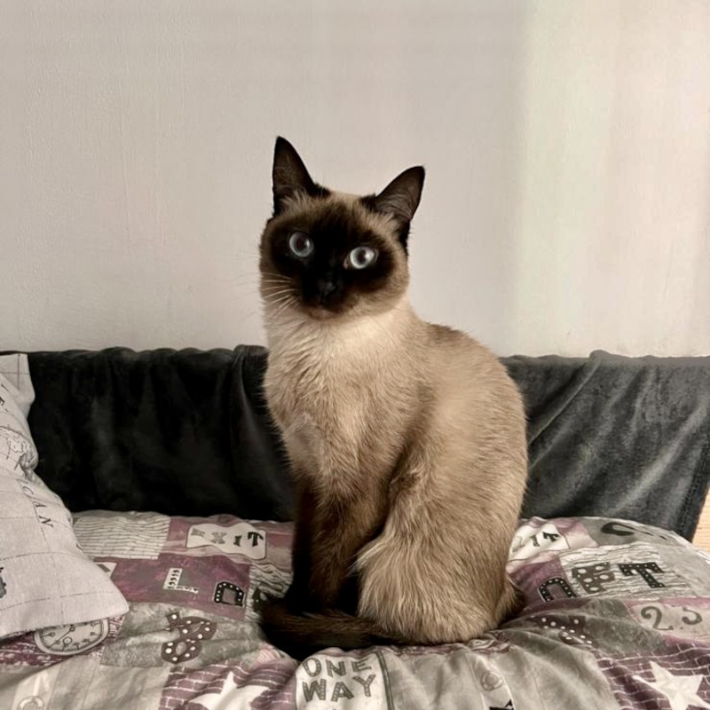 gatti adottati Le Sfigatte