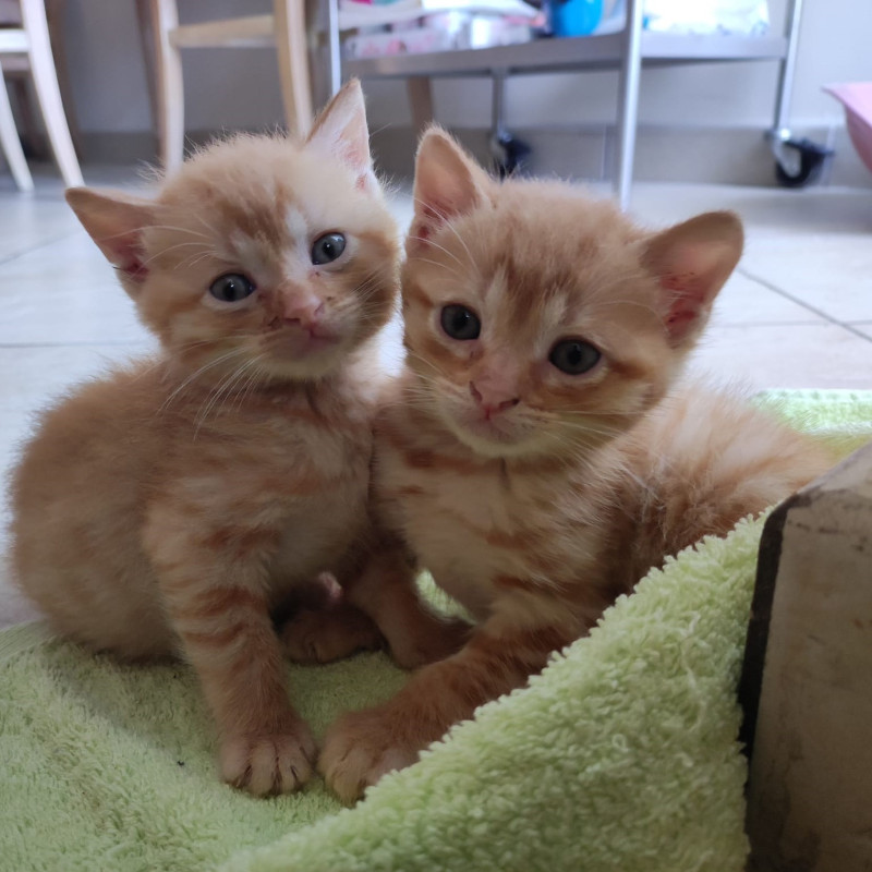 gatti adottati Le Sfigatte
