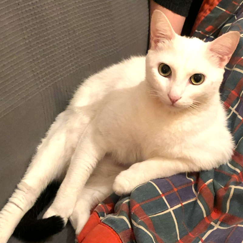 gatti adottati Le Sfigatte