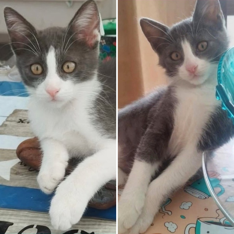 gatti da adottare Le Sfigatte