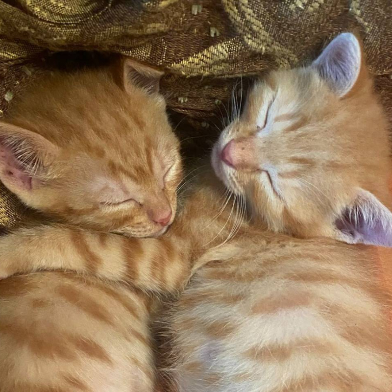 Wilma e Betty, una nuova casa, un nuovo inizio | Associazione Le Sfigatte