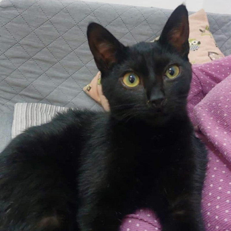 gatti adottati Le Sfigatte