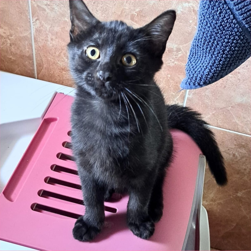 gatti adottati Le Sfigatte