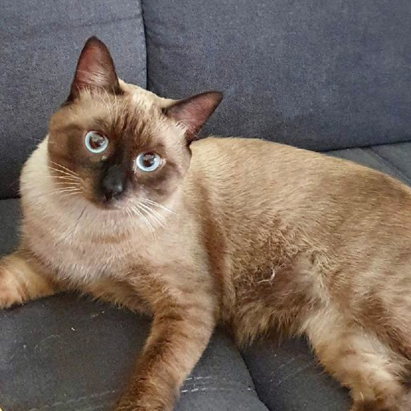 gatti adottati Le Sfigatte