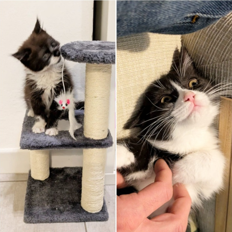 gatti adottati Le Sfigatte