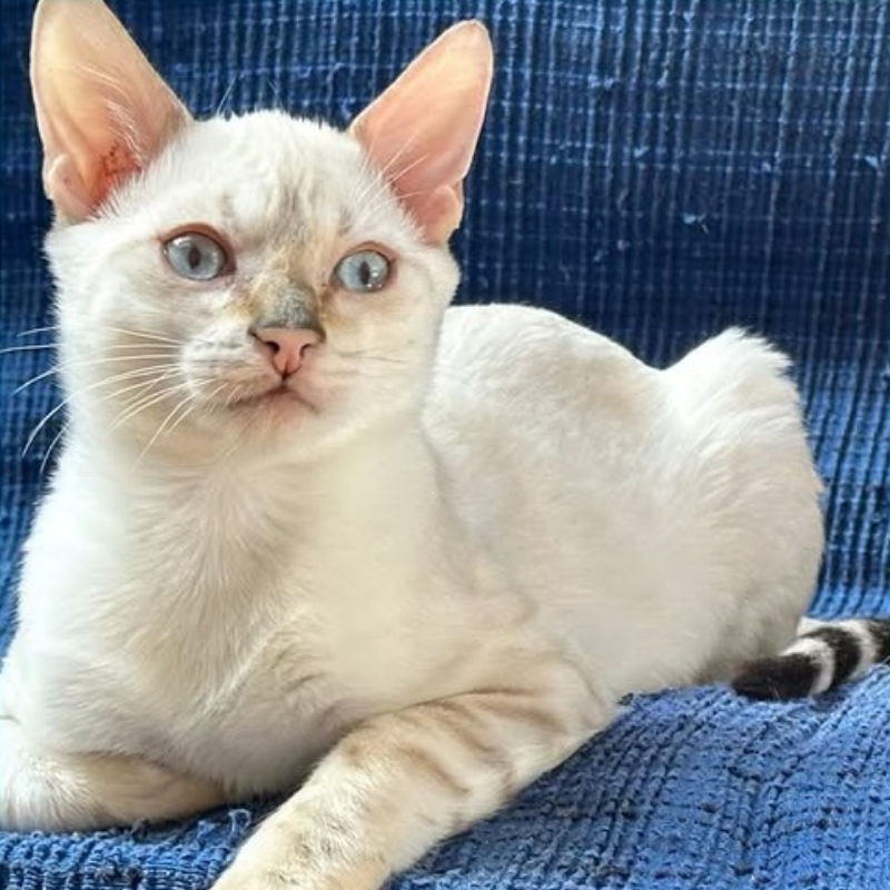 Yo-Yo, in cerca di adozione tramite Associazione Le Sfigatte