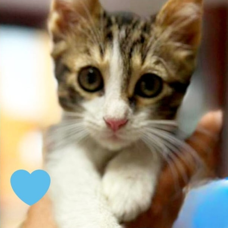 gatti adottati Le Sfigatte