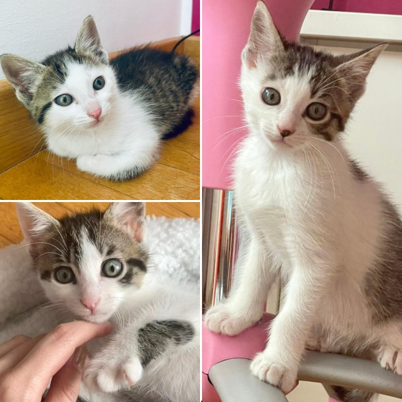 gatti adottati Le Sfigatte