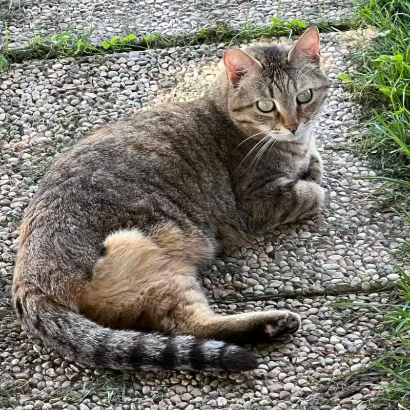 Adotta a distanza Zampa | Associazione Le Sfigatte