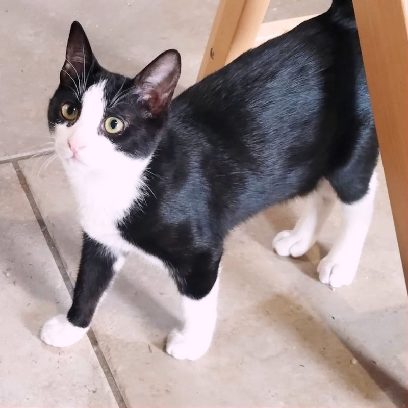 Zampina, in cerca di adozione tramite Associazione Le Sfigatte