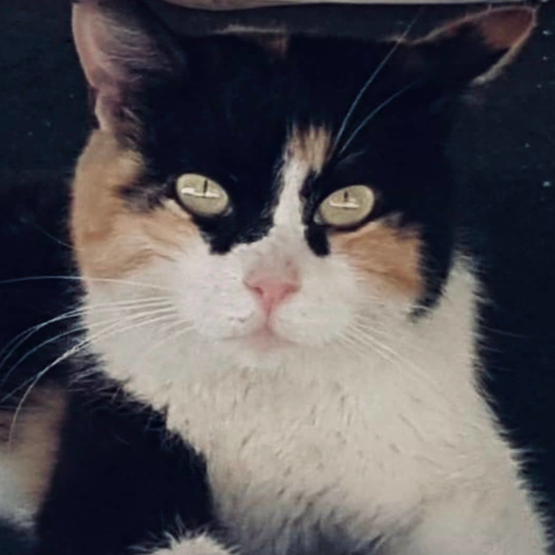 gatti adottati Le Sfigatte